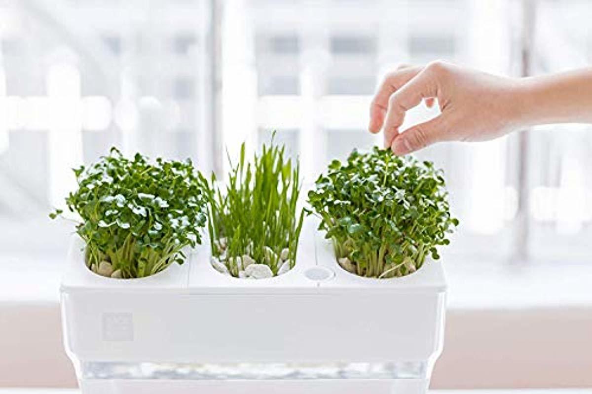 Back to the Roots Water Garden, Self-Cleaning Fish Tank That Grows Food, Mini Aquaponic Ecosystem (Great Gardening Gift & Family Project)
