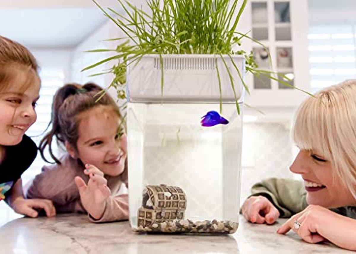 Back to the Roots Water Garden, Self-Cleaning Fish Tank That Grows Food, Mini Aquaponic Ecosystem (Great Gardening Gift & Family Project)