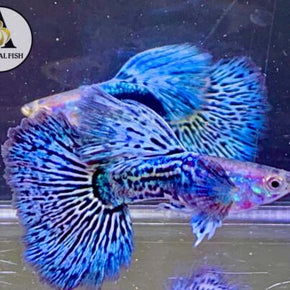 1 Pair- Blue Dragon Indo Live Guppy Fish Grade A High Quality VIP Grade A+